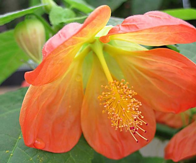 Abutilon 'Lucky Lantern Tangerine', Flowering Maple 'Lucky Lantern Tangerine', Abutilon hybrida 'Lucky Lantern Tangerine', Abutilon 'Nuabtang', Orange Flowers, evergreen shrubs